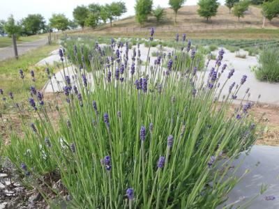 ６月６日ラベンダー生育状況①