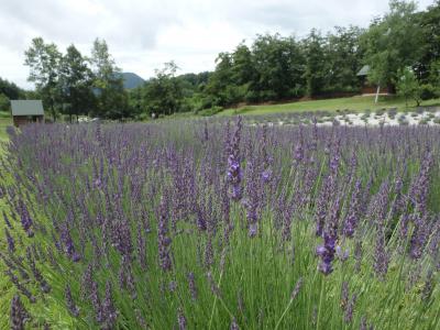 ７月７日開花状況　グロッソ