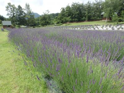 グロッソ開花状況