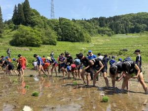 田植え
